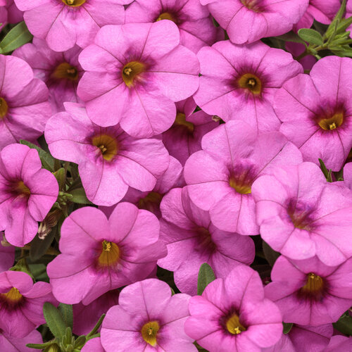 Superbells® Pink - Calibrachoa hybrid