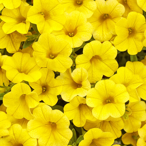 Superbells® Yellow - Calibrachoa hybrid