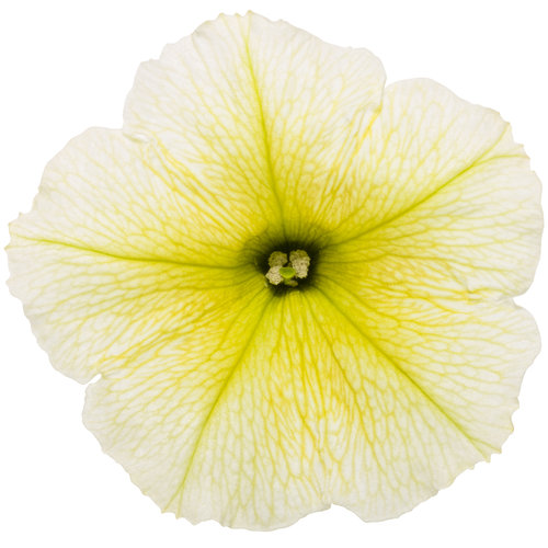 supertunia_limoncello_cutout.jpg