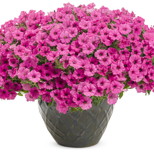 retning pulver Gæstfrihed Supertunia Mini Vista® Hot Pink - Petunia hybrid | Proven Winners