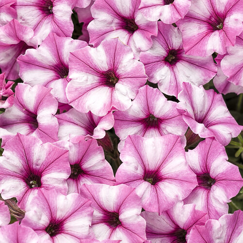 Supertunia Mini Vista® Pink Star - Petunia hybrid