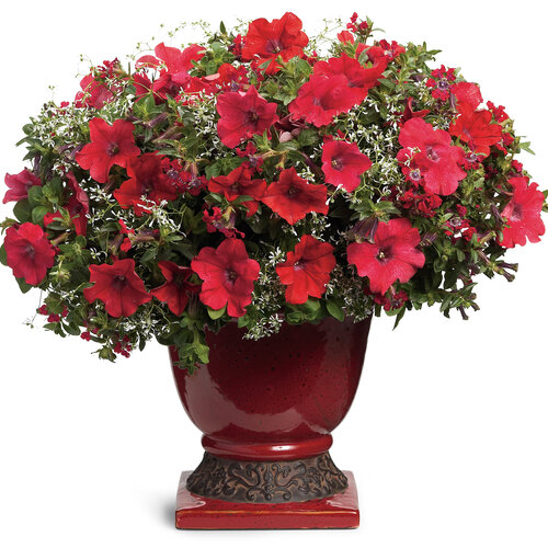 supertunia_really_red_combo_02.jpg