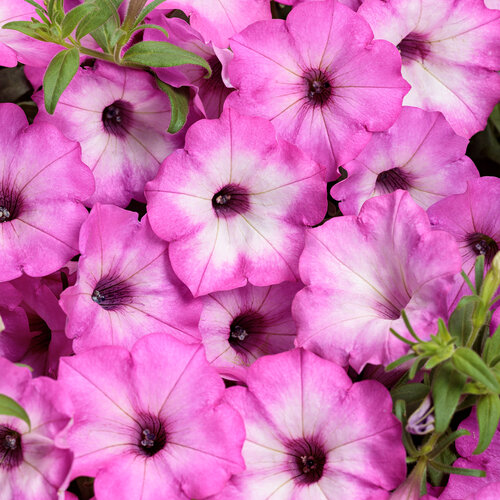 Supertunia Tiara™ Pink - petunia - Petunia hybrid