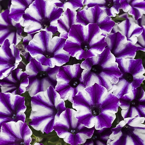 violet star petunia