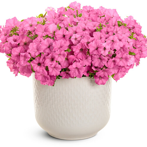 Beauty Shot: Supertunia Vista® Bubblegum® II - Petunia 