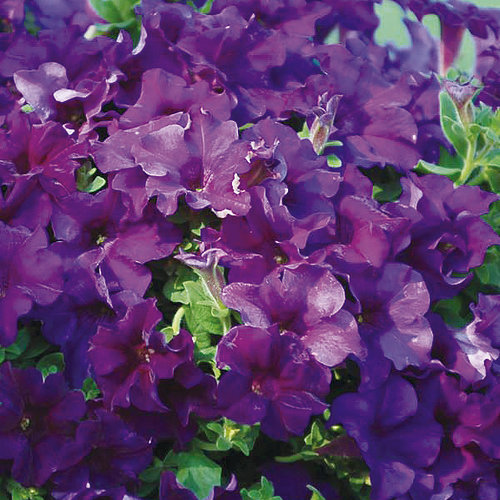 Surfinia® Purple Majesty - Petunia hybrid