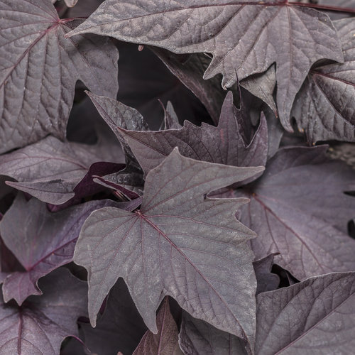 Proven Accents® Sweet Caroline Bewitched After Midnight™ - Sweet Potato Vine - Ipomoea batatas