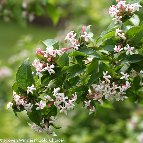 sweet_emotion_abelia with jasmine scented pink and white flowers