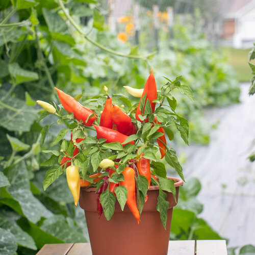 Sweet Escape™ Summer Sorbet - Dwarf Sweet Pepper - Capsicum annuum