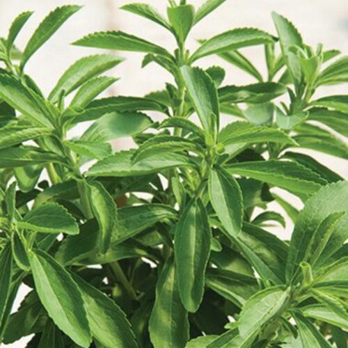 Sweet Leaf - Stevia rebaudiana