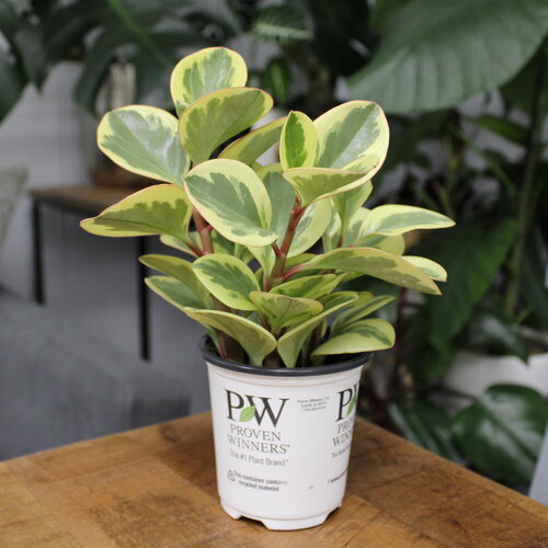 Sweet and Sour™ - Pepper Elder - Peperomia obtusifolia