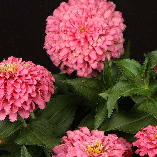 Sweet Tooth Cotton Candy - Zinnia hybrid