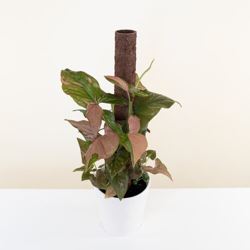 Falling Arrows® Pink Splash - Arrowhead Vine - Syngonium podophyllum