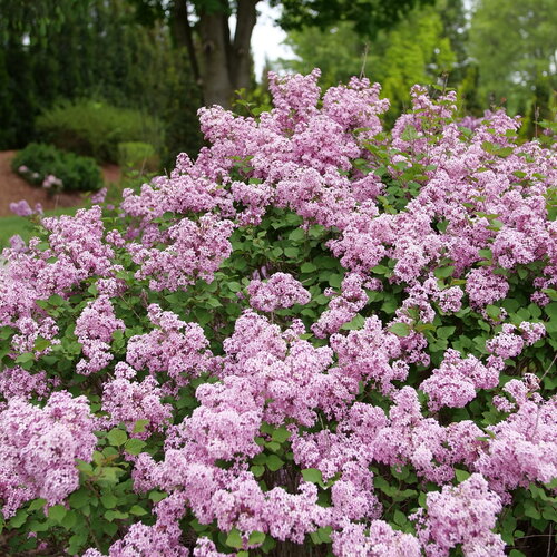 Bloomerang Purpink® - Reblooming Lilac - Syringa x pubescens