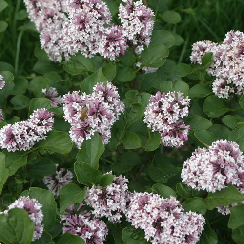 Baby Kim® - Lilac - Syringa x