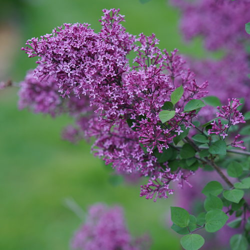 syringa_bloomerang_dark_purple_dsc03180.jpg