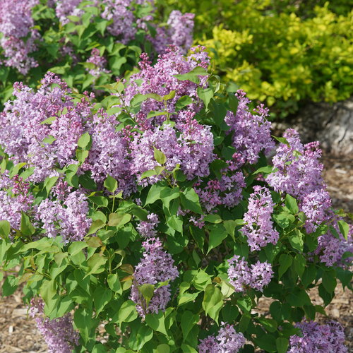 Scentara Pura® - Lilac - Syringa x hyacinthiflora