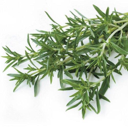 Taste of Summer - Savory - Satureja hortensis