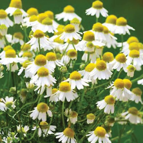 Tea Time™ - Chamomile - Matricaria recutita