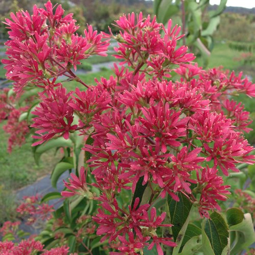 temple_of_bloom_heptacodium_fall_color.jpg