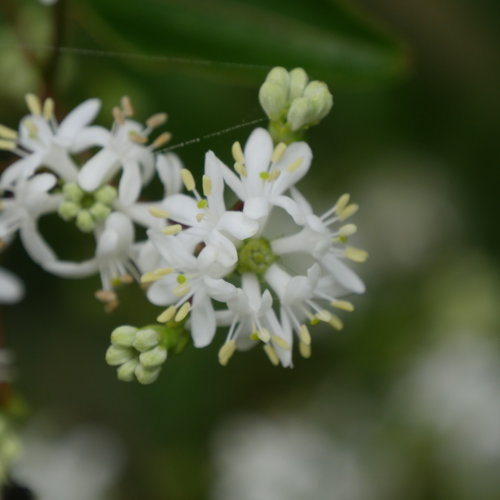 temple_of_bloom_heptacodium_flowers.jpg