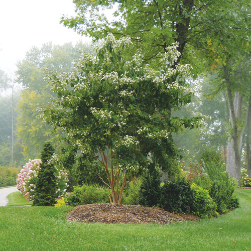 Temple of Bloom® - Seven-Son Flower - Heptacodium miconioides