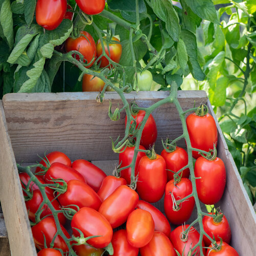 Tempting Tomatoes® Simmer - Roma Tomato - Solanum lycopersicum