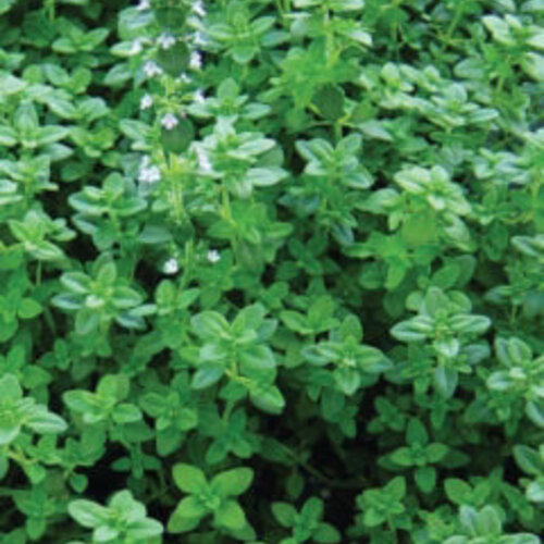 Thyme for Everything™ - Thymus vulgaris