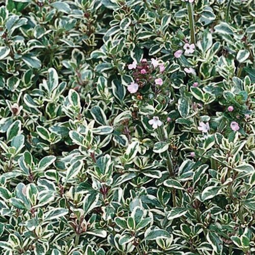 Tiny Dancer™ - Thyme - Thymus citrodorus 'Argentus'