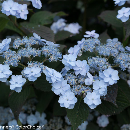 tiny_tuff_stuff_hydrangea-2.jpg