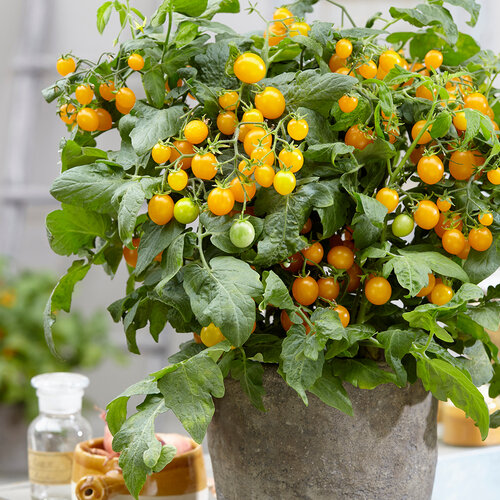 Sweet Ascent™ Grace - Dwarf Tomato - Solanum lycopersicum