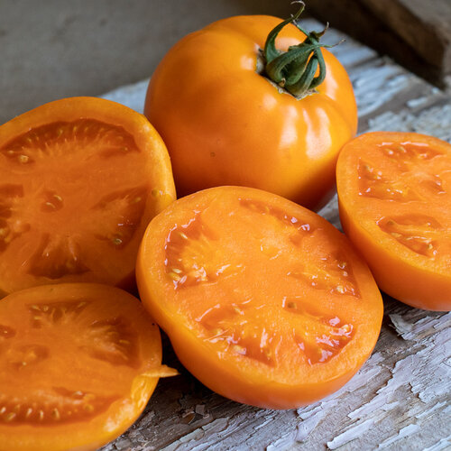 Tempting Tomatoes® High Noon® - Beefsteak Tomato - Solanum lycopersicum
