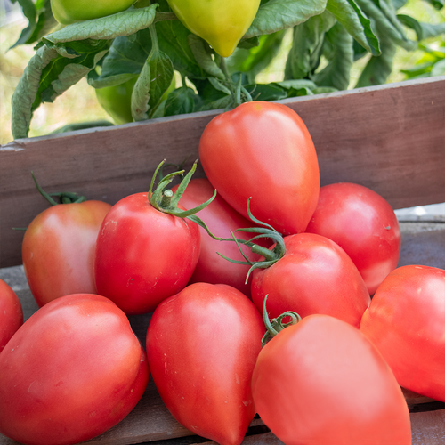 Tempting Tomatoes® Rugby - Oxheart Tomato - Solanum lycopersicum