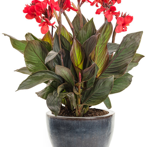 BUY 3 GET 2 FREE Canna Lily Flower 45 Pcs Seeds Tropical Bronze Scarlet 