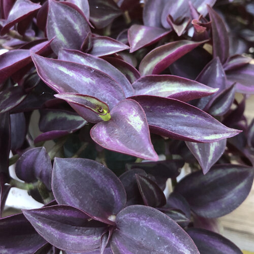 Purple Spiderwort - Tradescantia zebrinus