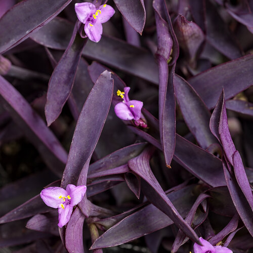 'Purple Queen' - Purple Spiderwort - Tradescantia pallida