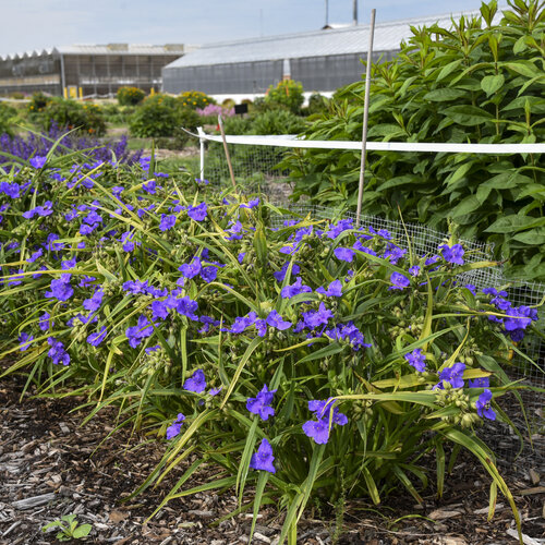 Landscape: Tradescantia Web Designer Spiderwort