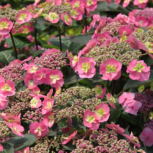 Image of Reblooming mountain hydrangea in fall