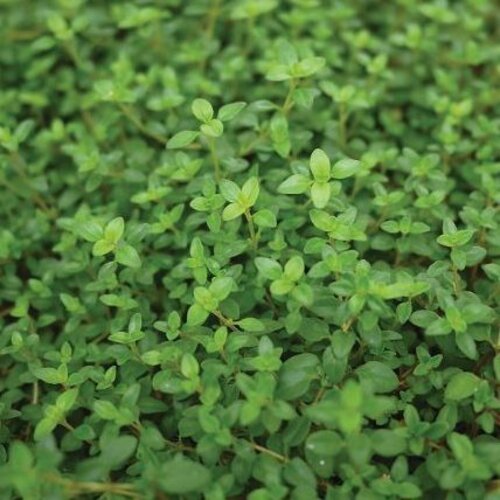 Twist of Lemon™ - Thyme - Thymus citrodorus