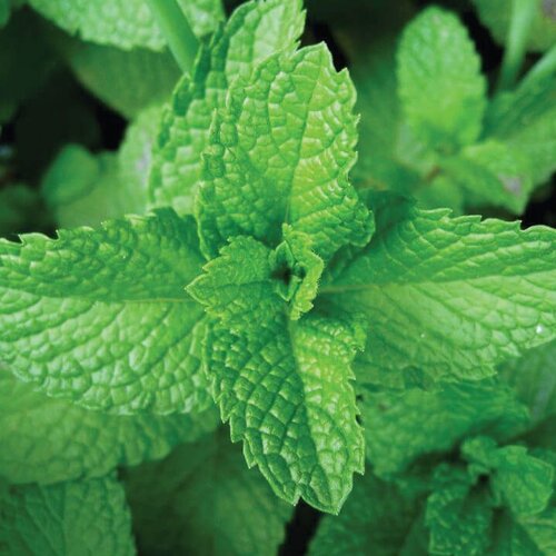 Twist of Peppermint™ - Mint - Mentha x piperita