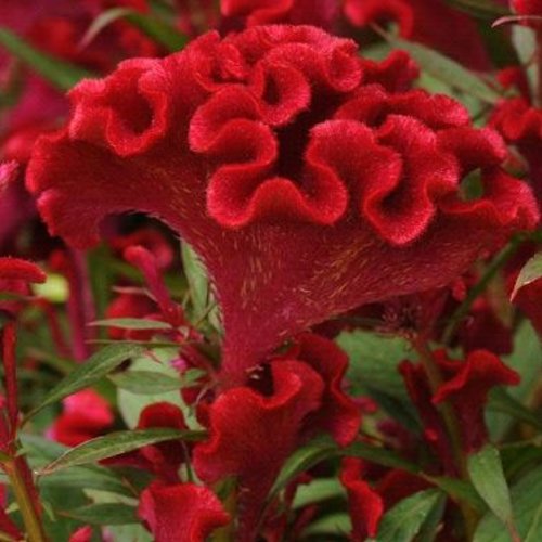 Twisted Red - Cockscomb - Celosia cristata