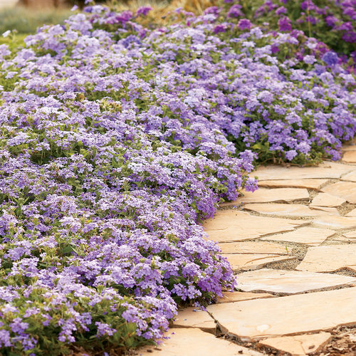 Superbena® Large Lilac Blue - Verbena hybrid | Proven Winners