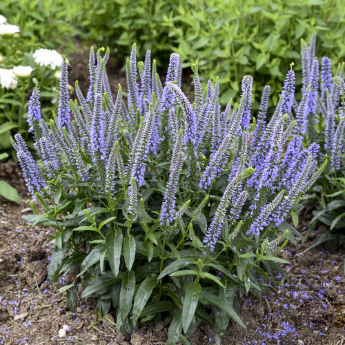 Magic Show® 'Ever After' - Spike Speedwell - Veronica hybrid