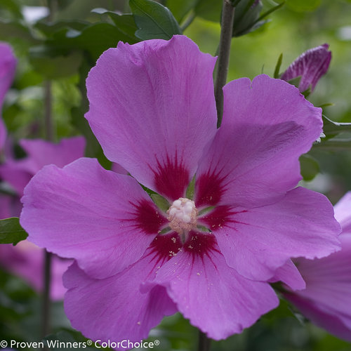 Violet Satin® - Rose of Sharon - Hibiscus syriacus | Proven Winners