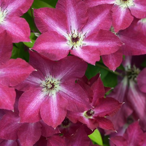 'Viva Polonia' - Clematis sp.