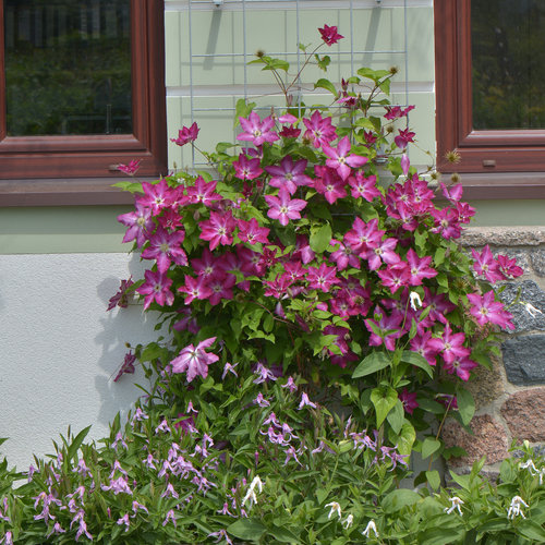 viva_polonia_clematis_landscape_trellis.jpg