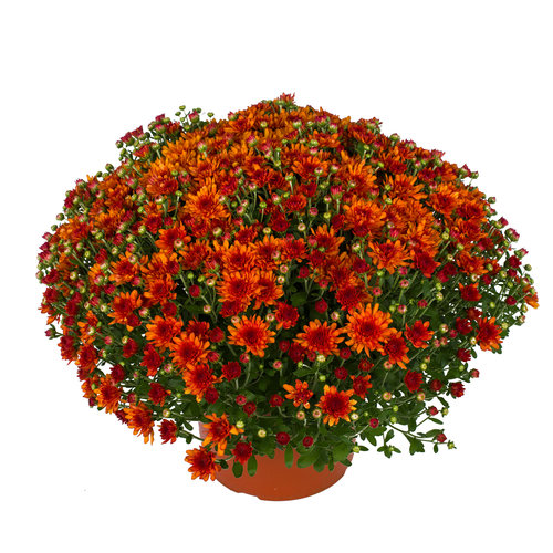 Wanda Bronze Garden Mum - Chrysanthemum grandiflorum