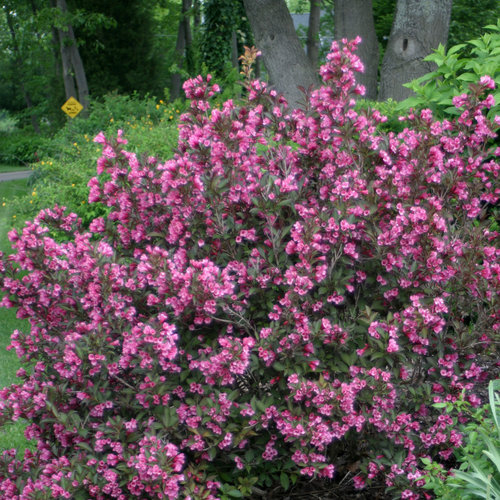 weigela_wine_roses_img_8316.jpg