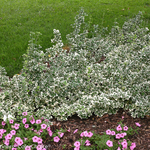 white_album_euonymus-5.jpg