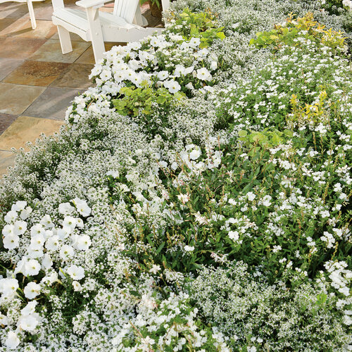 white garden 13.jpg